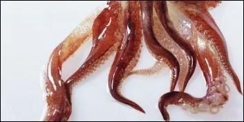 Quel est cet animal ?