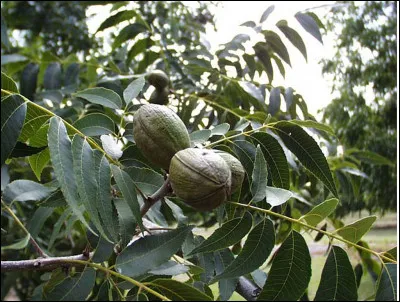 En Amérique du Nord, la martre pêcheuse est aussi appelée...