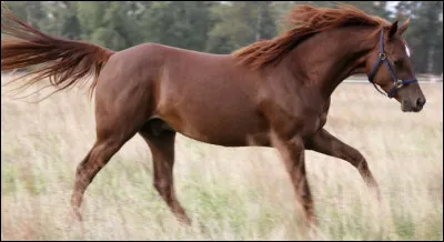 Un cheval alezan n'a aucun poil blanc.