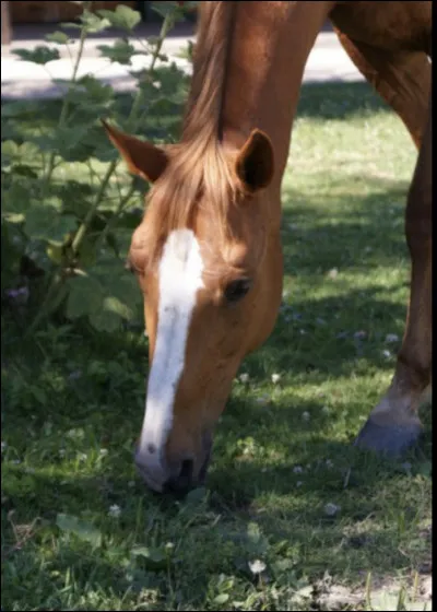 Comment appelle-t-on une trace blanche verticale sur le chanfrein (front du cheval) ?