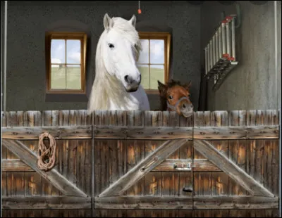 Quelle est la différence entre un box et une stalle ?