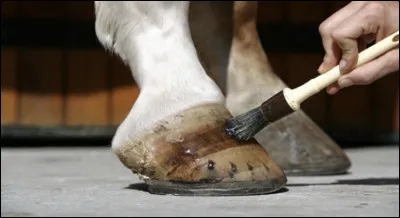 Pour entretenir les sabots et éviter qu'ils se fendillent, il faut...