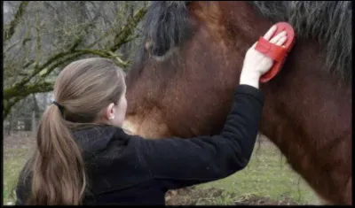 On se sert de l'étrille pour nettoyer les membres.