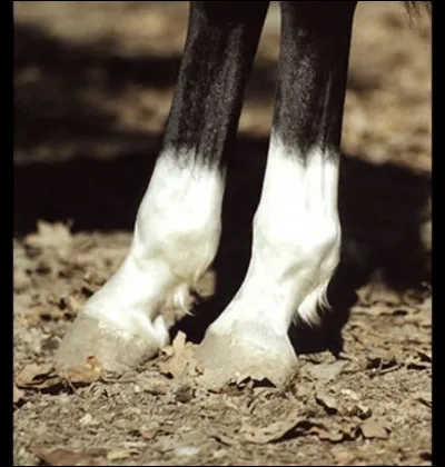 Comment se nomment les marques blanches sur les membres (jambes) ?