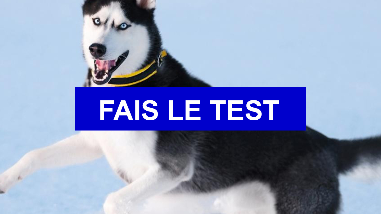 Test de personnalité Quel chien est fait pour toi