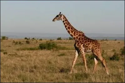 Au sprint, une girafe peut atteindre la vitesse de 90 km/h.