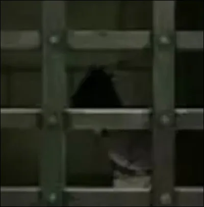 Qui fut emprisonné après la Quatrième Grande Guerre Shinobi ?