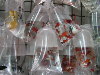 Le poisson rouge a une mémoire de quelques secondes, vrai ou faux ?