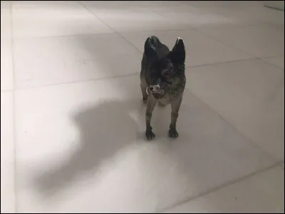 Même question que la première. Quel est cet animal ?