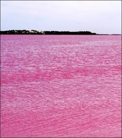 La mer est rose :