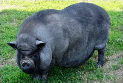 Albus Dumbledore est un cochon :