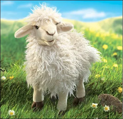 Question très dure : les moutons ont tout le temps la laine blanche :