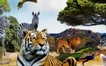 Quiz Animaux