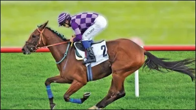 Comment s'appelle cette personne dont le métier est de monter les chevaux dans les courses ?