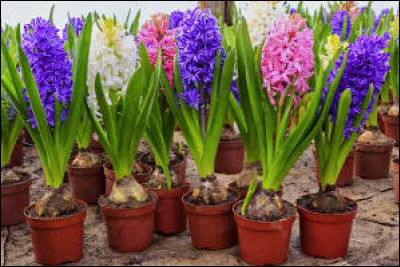 Comment s'appelle cette plante à fleurs en grappes de couleur bleu mauve, blanche ou rose vif, à odeur très forte ?