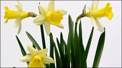 Comment s'appelle cette fleur jaune à longue tige qui pousse au printemps ?