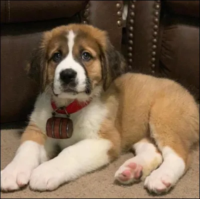 Quelle est la race de ce chiot, célèbre grâce au film "Beethoven" ?