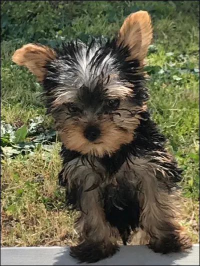 Quelle est la race de ce chiot ?