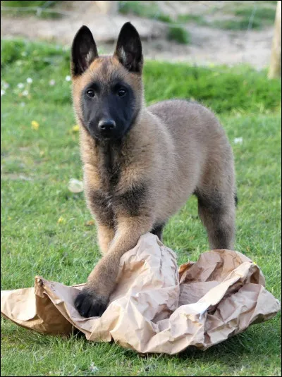 Quelle est la race de ce chiot ?