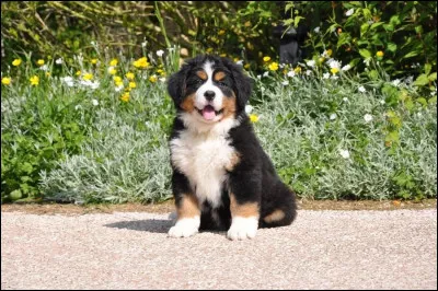 Quelle est la race de ce chiot ?