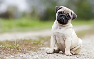 Quelle est la race de ce chiot ?