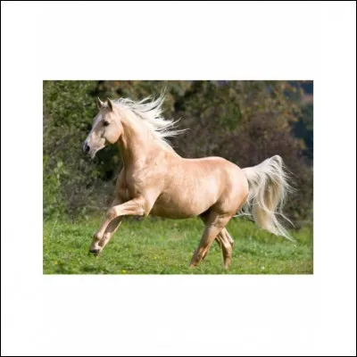 Comment se nomme cette allure ?