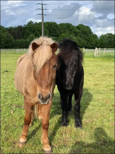 Lequel de ces noms n'est pas une robe ?