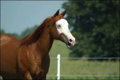 Lequel n'est pas une race de cheval ?