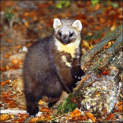 Quel must&eacute;lid&eacute; proche de la martre &eacute;tait souvent utilis&eacute; dans la Rome antique pour chasser les rats ?