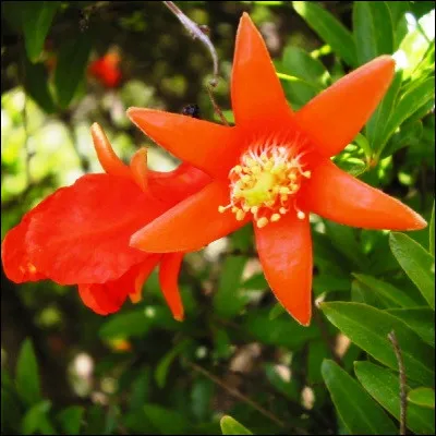 Quel arbre, qui serait l'arbre de la connaissance de la Gen&egrave;se, est un symbole national en Arm&eacute;nie ?