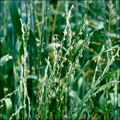 Selon une formule biblique, quelle gramin&eacute;e faut-il s&eacute;parer du bon grain ?