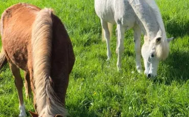 Quiz Galop 2