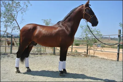 4 : Les parties de la tête, des sabots et des membres.
La tête : lequel de ces noms n'est pas une partie de la tête ?