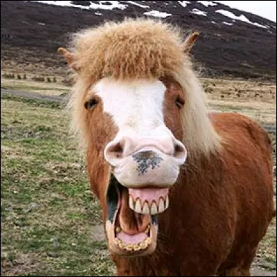 Le rocher et la salière sont tous les deux juste au-dessus de l'il et en-dessous des oreilles. Vrai ou Faux ?