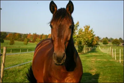 Le canon fait partie de la tête. Vrai ou faux ?