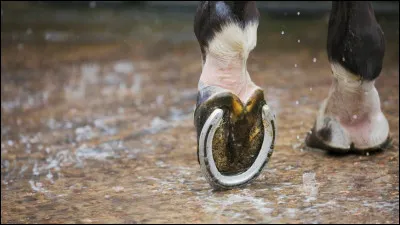 Quelle partie du sabot est celle qu'on ne doit pas curer ?