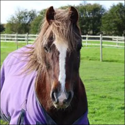 Les allures. Lesquelles sont justes ?