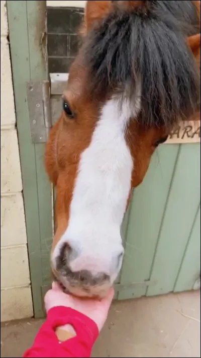 Autres.
Ce cheval a une marque en tête. Comment s'appelle-t-elle ?