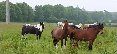 Vrai ou faux : les chevaux vivent mieux en groupe.