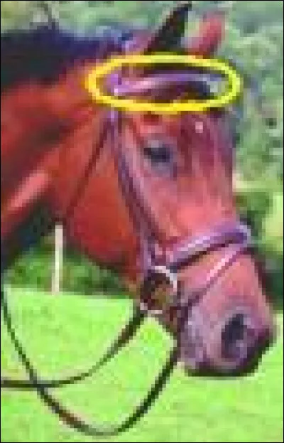 Coment s'appelle cette partie du filet ?