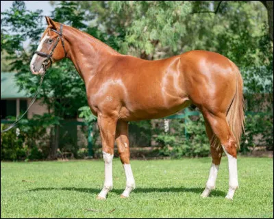 Peut-on monter un cheval sans selle ou filet ?