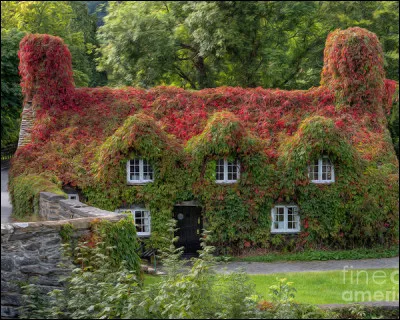 "Chamécisse" : Même en précisant que cela vient du grec "χαμαίκισσος" (khamaikissos), vous risquez tout de même de vous prendre les pieds dedans, pour la définition !