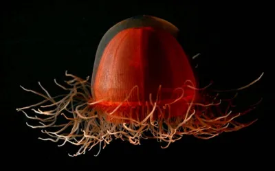 Est-ce que cette créature a pu exister ?