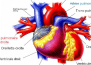 Quiz Physiologie cardiaque
