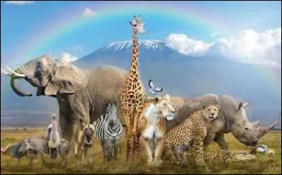 Quel animal te correspond-il le plus ?