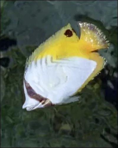 Comment s'appelait le poisson de Cléo (mort dans l'épisode "Pêche en eaux troubles") ?