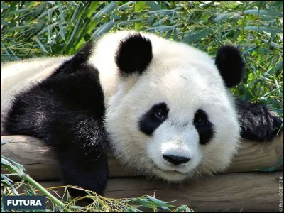 Le panda géant est un animal endémique, incontournable de la culture chinoise. De quelle organisation internationale pour la défense de l'environnement est-il devenu l'emblème ?