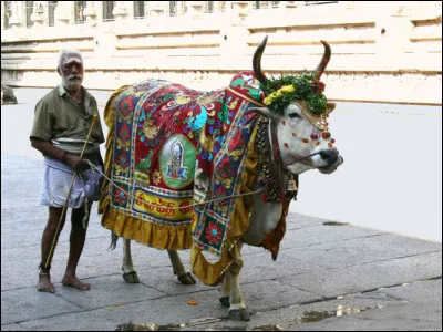 Quel père de l'indépendance indienne considérait qu'il s'agissait du devoir premier de tout hindou de défendre "Mère Vache", la vache étant considérée comme sacrée, surtout en Inde ?