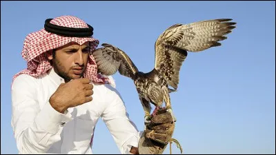 Très prisée au Moyen-Orient, la fauconnerie est l'art de capturer un gibier grâce à ce rapace apprivoisé. Quelle espèce de faucon est la plus utilisée dans cette pratique ?
