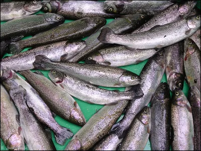 Quel nom donne-t-on à l'élevage des truites ?